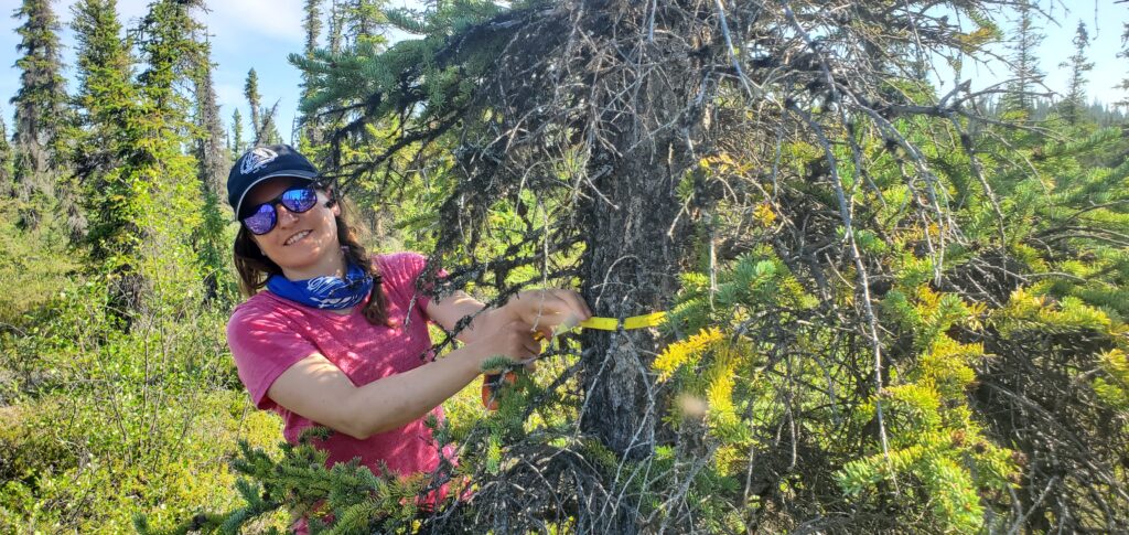 Raquel measures the diameter of a tree