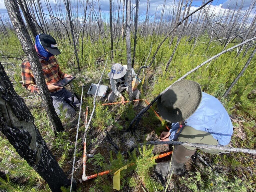 Surveying a vegetation quadrat