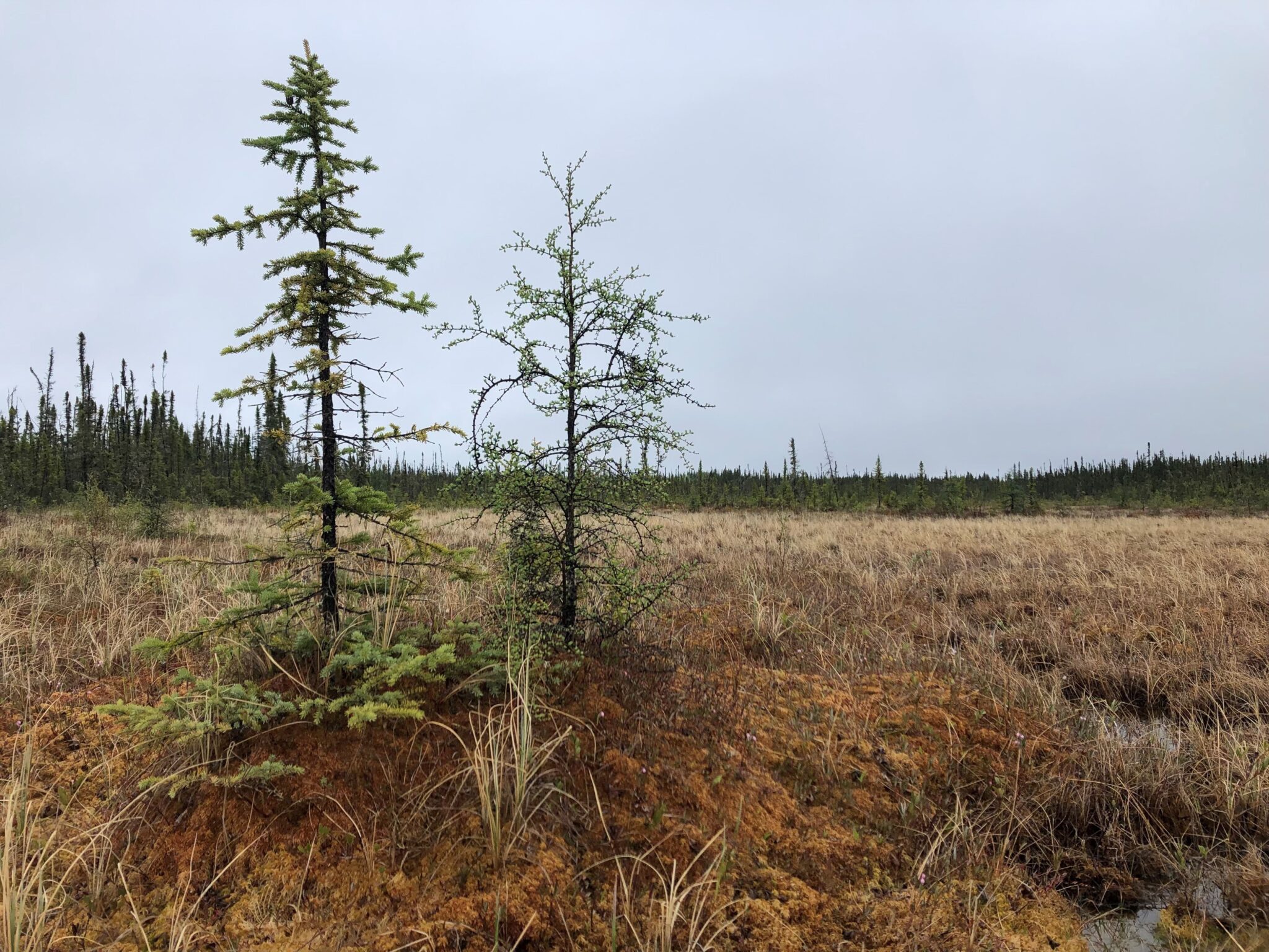 A small spruce tree and a small larch tree stand in a peatland