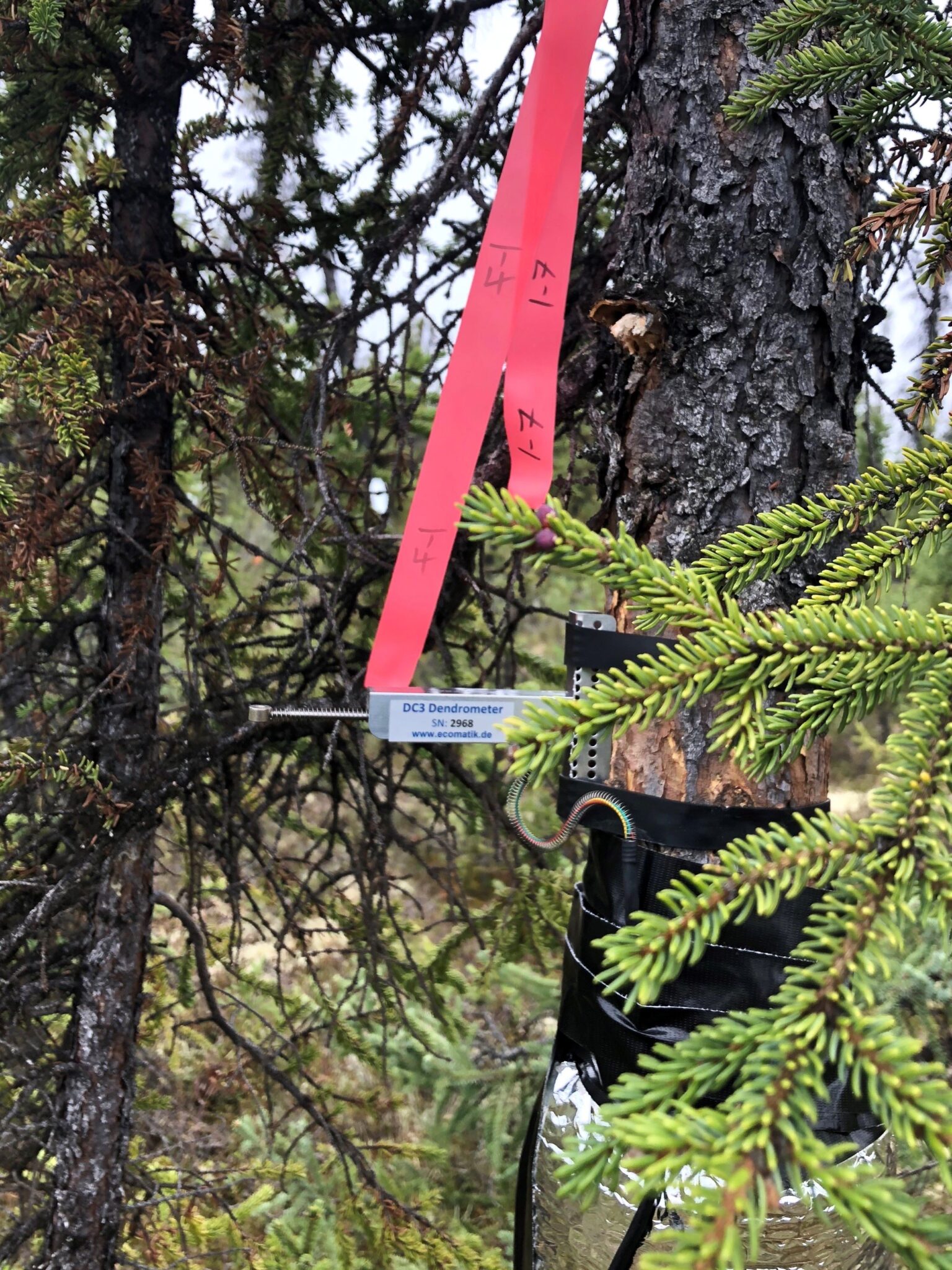 A tree with a scientific instrument attatched around it